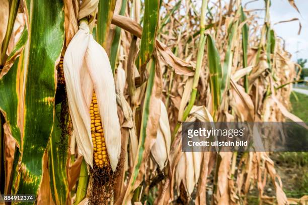 Dürre Schäden in der Landwirtschaft. Maisfeld in der Hitze.