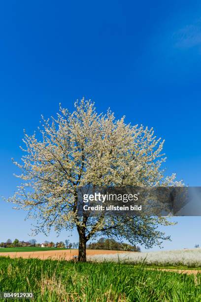 Ein blühender Obstbaum im Frühling. Vor blauem Himmel