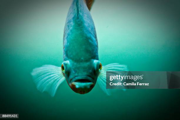 Paran Fish2 71 Parana Fish Stock Photos, High-Res Pictures, and Images - Getty Images