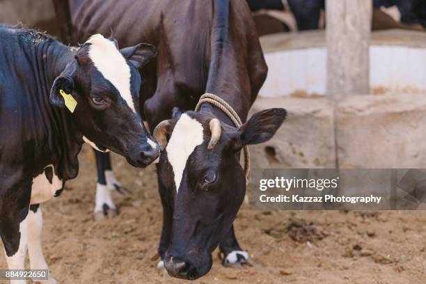 dairy cattle - north friesian stock pictures, royalty-free photos & images