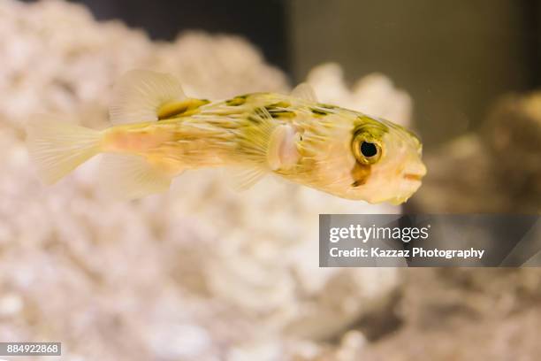 64 Neopterygii Stock Photos, HighRes Pictures, and Images Getty Images