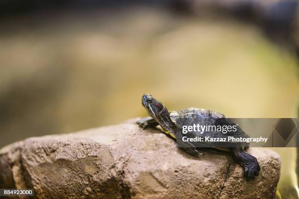 red-eared slider turtle - nematode worm stockfoto's en -beelden