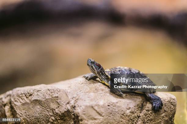 red-eared slider turtle - emídidos fotografías e imágenes de stock