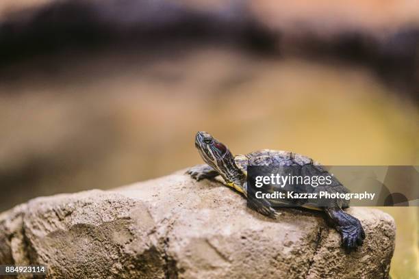 red-eared slider turtle - caenorhabditis elegans stock pictures, royalty-free photos & images