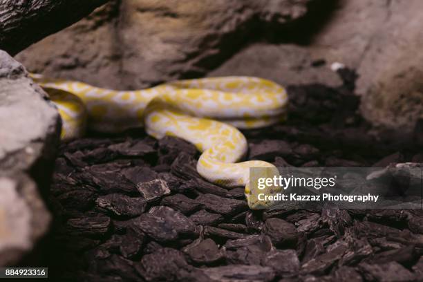 burmese albino python - yellow burmese python stock-fotos und bilder