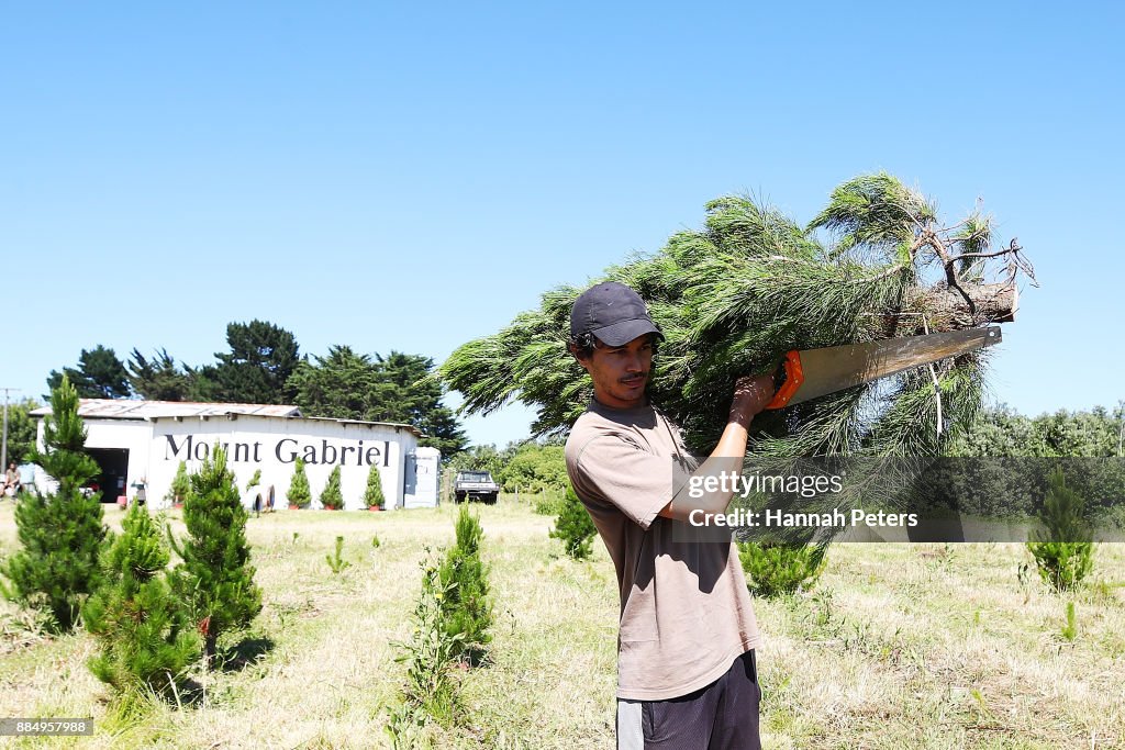 Christmas Trees Go On Sale