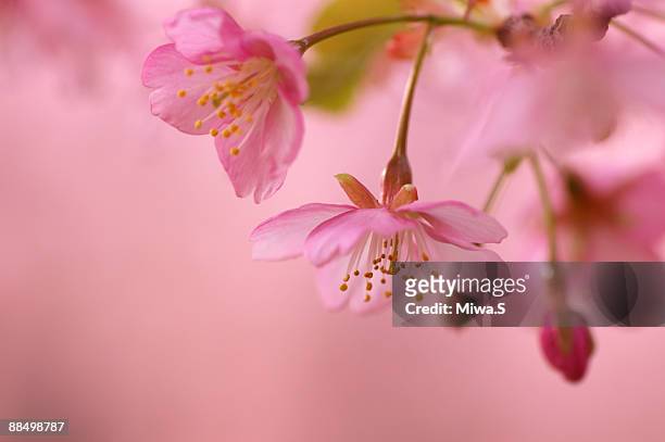 peach blossom, close-up - peach blossom stock pictures, royalty-free photos & images