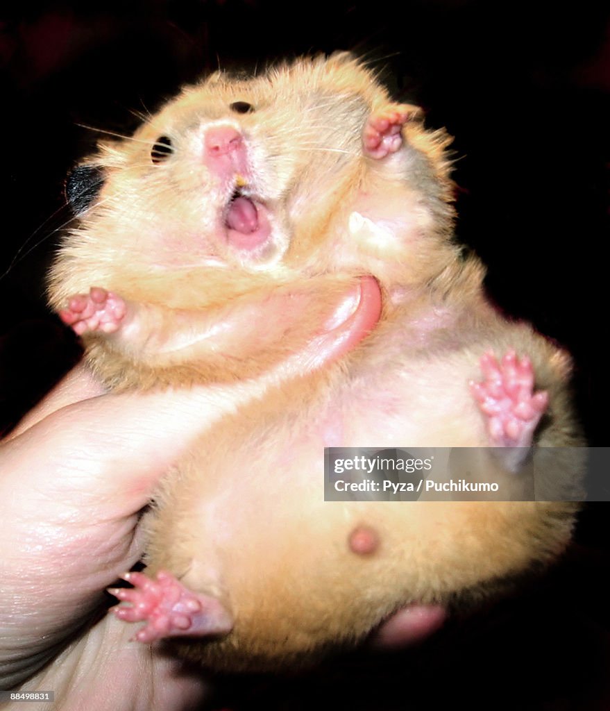 Golden syrian hamster with open mouth