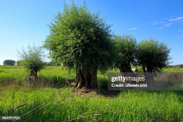 Worms, Rhine, Upper Rhine, Rhenish Hesse, Rhine-Neckar area, Rhine-Main district, Rhineland-Palatinate, D-Worms-Ibersheim, Ibersheim village, nature...