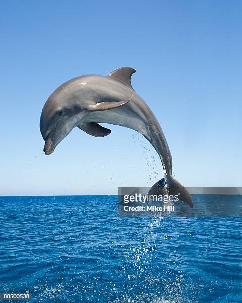 bottle nosed dolphin jumping - dolphins stock pictures, royalty-free photos & images