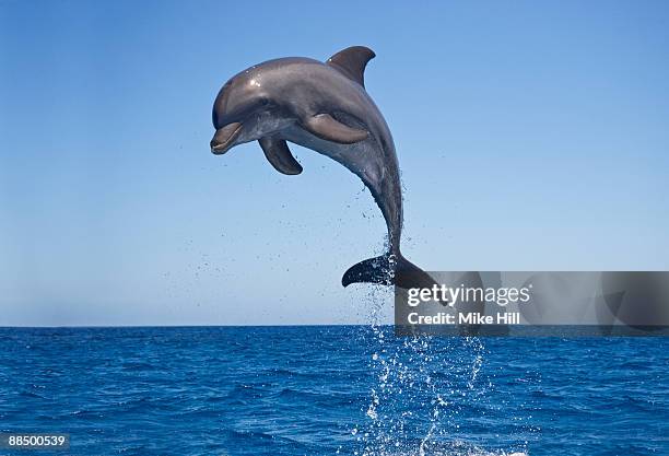 bottle nosed dolphin jumping - aquatic organism fotografías e imágenes de stock