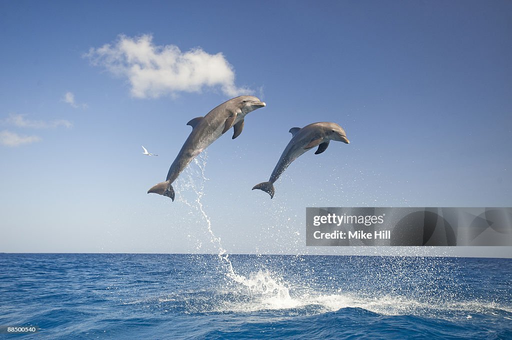 Bottle nosed Dolphins Tursiops truncatus jumping 