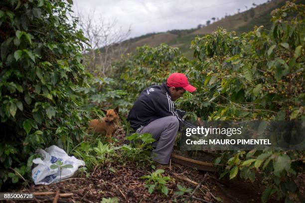 Farmer Eduardo de Jose Protazio picks coffee beans on his family farm in Forquilha do Rio, municipality of Dores do Rio Preto, Espirito Santo,...