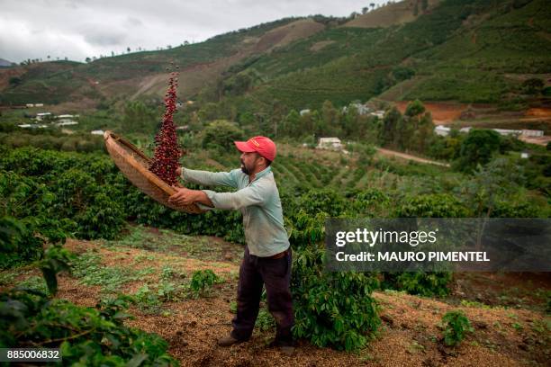 Farmer Joao Paulo Rodrigo winnows coffee beans on his family farm in Forquilha do Rio, municipality of Dores do Rio Preto, Espirito Santo, Brazil, on...