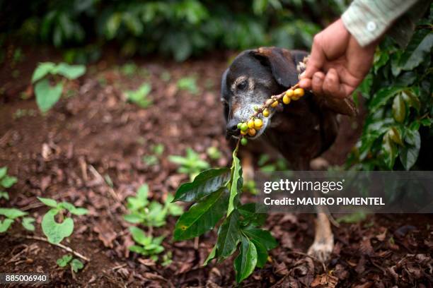 Dog -specially trained- picks coffee beans on a farm located in Forquilha do Rio, municipality of Dores do Rio Preto, Espirito Santo, Brazil, on...