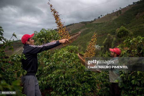 Farmers Eduardo de Jose Protazio and Joao Paulo Rodrigo winnow coffee beans on their family farm in Forquilha do Rio, municipality of Dores do Rio...