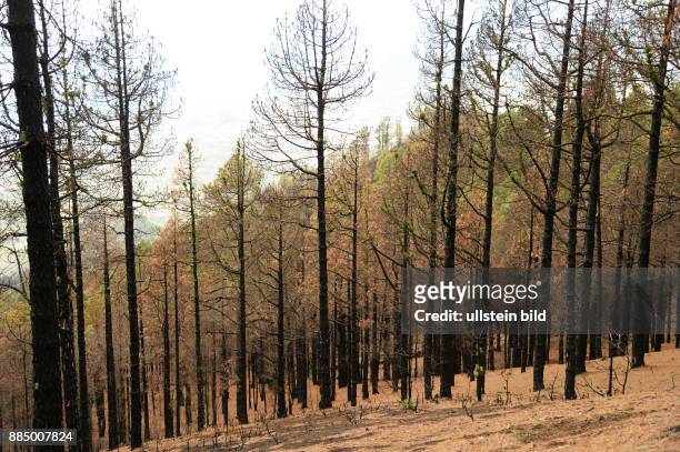 Spanien, La Palma: Der verheerende Waldbrand auf der kanarischen Insel La Palma am 3.August 2016 hat deutliche Spuren hinterlassen, jedoch die...