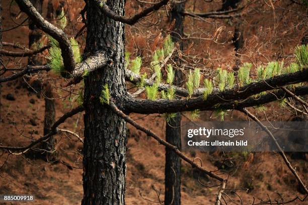 Spanien, La Palma: Der verheerende Waldbrand auf der kanarischen Insel La Palma am 3.August 2016 hat deutliche Spuren hinterlassen, jedoch die...