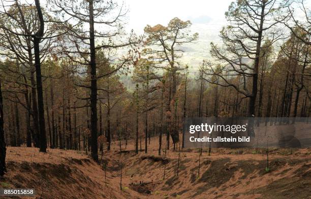 Spanien, La Palma: Der verheerende Waldbrand auf der kanarischen Insel La Palma am 3.August 2016 hat deutliche Spuren hinterlassen, jedoch die...