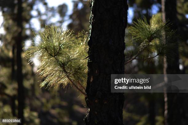 Spanien, La Palma: Der verheerende Waldbrand auf der kanarischen Insel La Palma am 3.August 2016 hat deutliche Spuren hinterlassen, jedoch die...