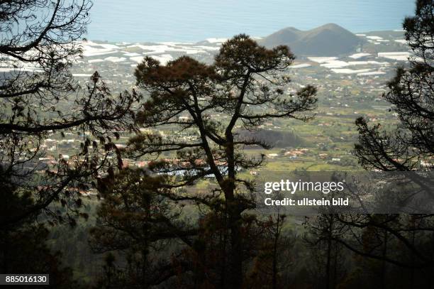 Spanien, La Palma: Der verheerende Waldbrand auf der kanarischen Insel La Palma am 3.August 2016 hat deutliche Spuren hinterlassen, jedoch die...