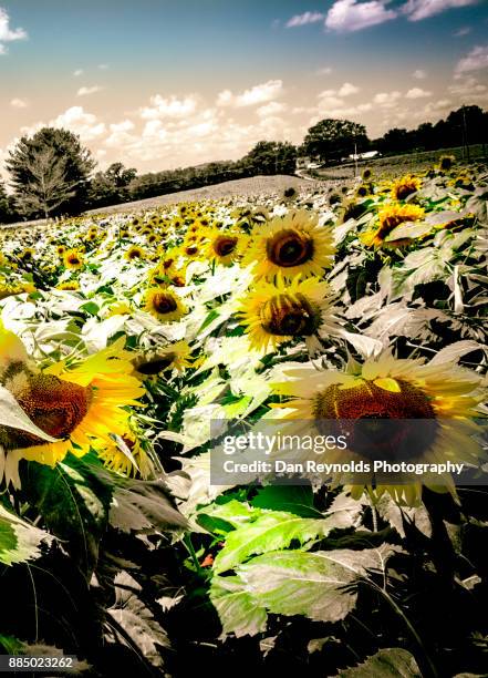sunflower field - sunflower seed oil stock pictures, royalty-free photos & images