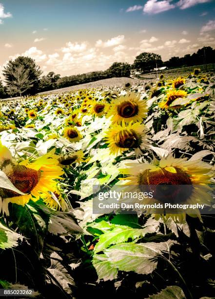 sunflower field - biological immortality stock pictures, royalty-free photos & images