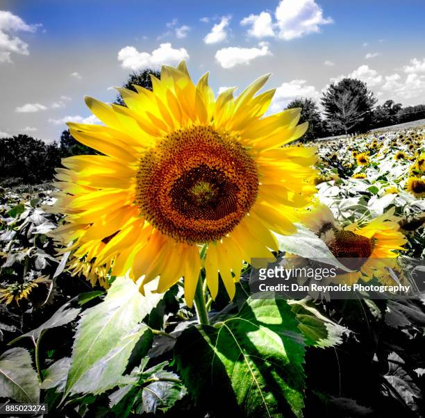 sunflower field - biological immortality stock-fotos und bilder