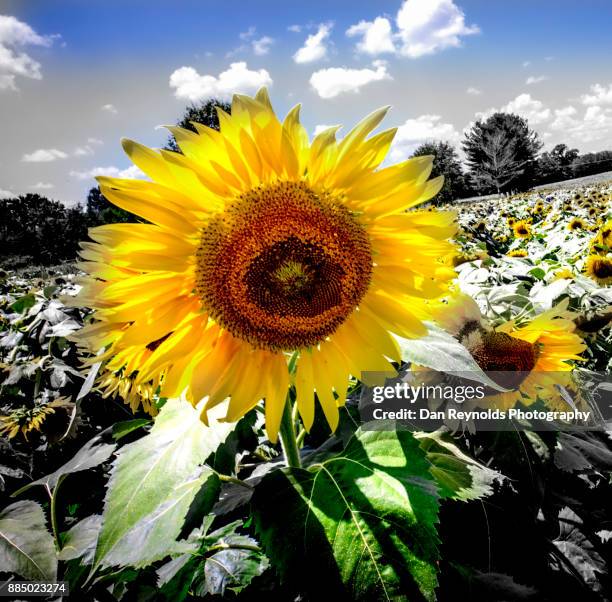 sunflower field - biological immortality stock pictures, royalty-free photos & images