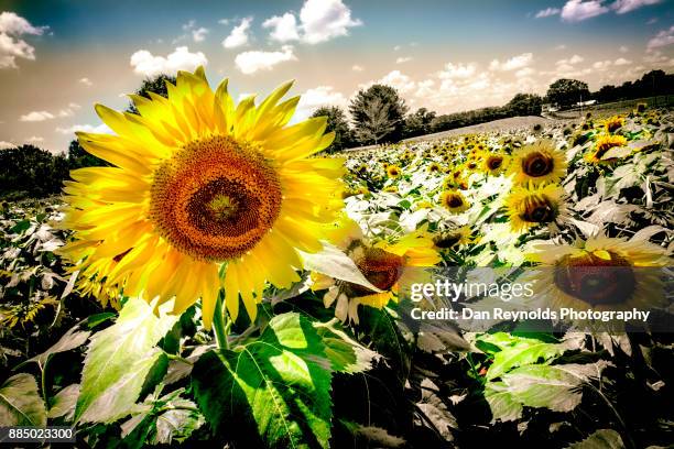 sunflower field - biological immortality stock-fotos und bilder