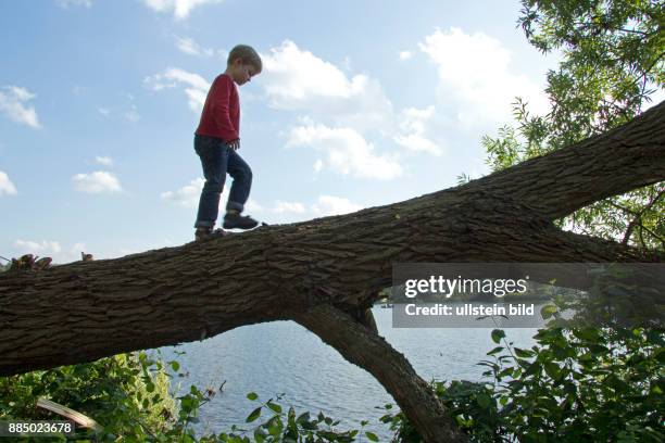 Young boy on a tree