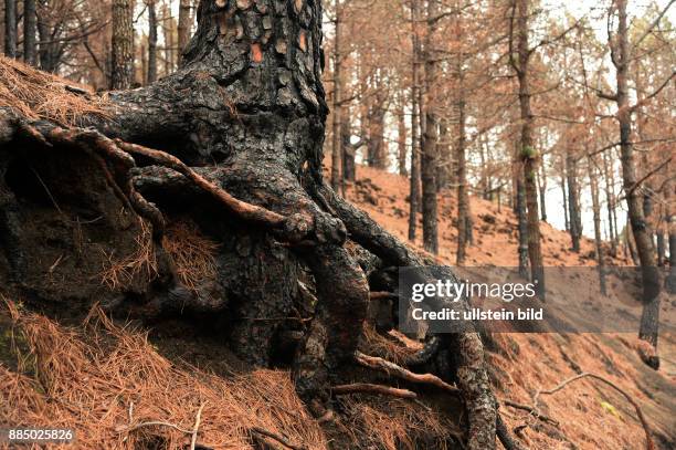 Spanien, La Palma: Der verheerende Waldbrand auf der kanarischen Insel La Palma am 3.August 2016 hat deutliche Spuren hinterlassen, jedoch die...