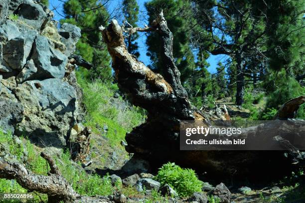 Spanien, La Palma: Der verheerende Waldbrand auf der kanarischen Insel La Palma am 3.August 2016 hat deutliche Spuren hinterlassen, jedoch die...