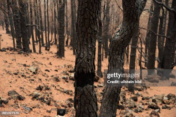 Spanien, La Palma: Der verheerende Waldbrand auf der kanarischen Insel La Palma am 3.August 2016 hat deutliche Spuren hinterlassen, jedoch die...