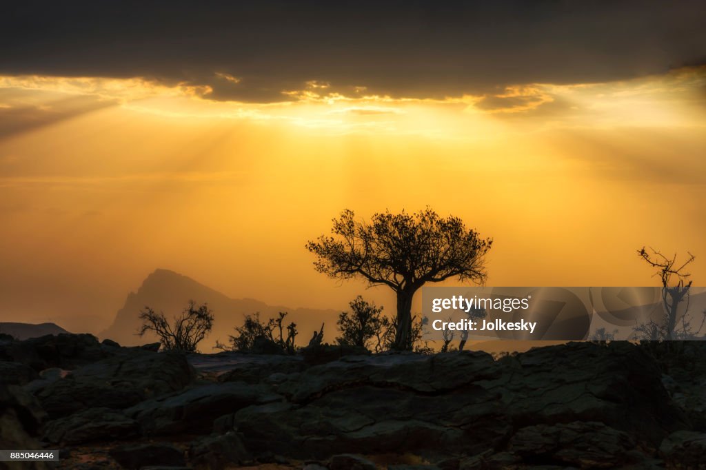 Silhouette of a desert tree at sunset at Jebal Shams, Oman