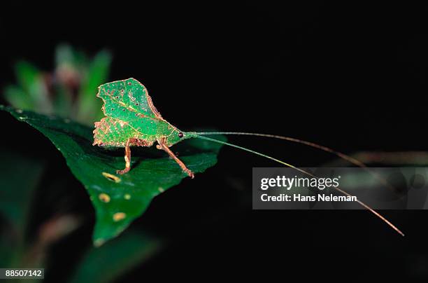green katydid leaf mimic standing on leaf. - gunung mulu national park stock pictures, royalty-free photos & images