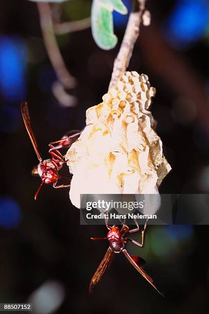 paper wasps building a nest - african wasp photos et images de collection