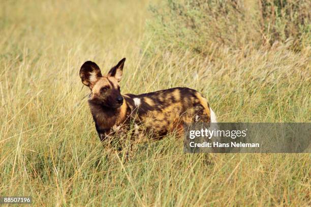 african wild dog standing in bleached, dry grass - african wild dog imagens e fotografias de stock