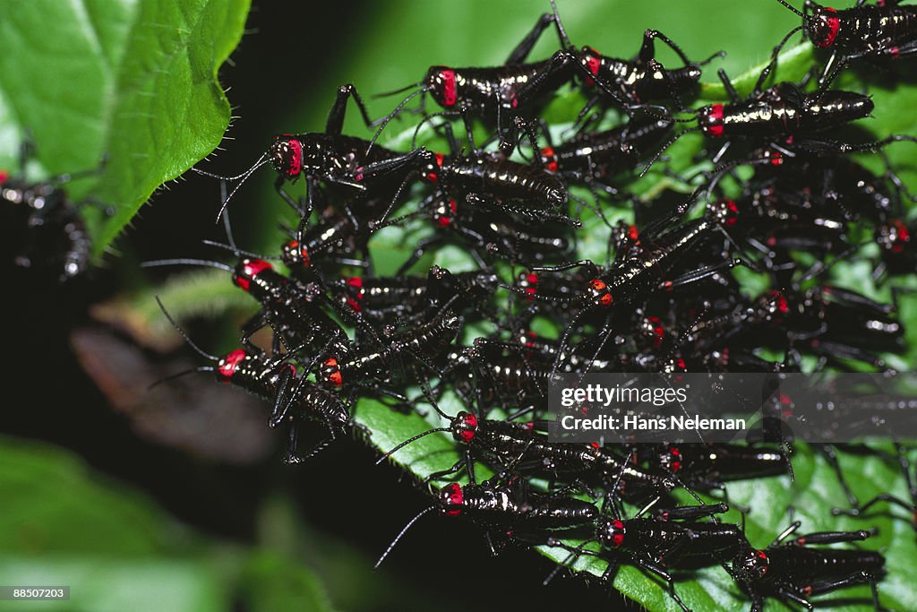 Red eyed crickets grouped on a leaf, Amazonas