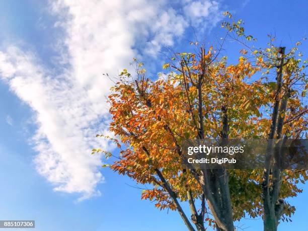 keyaki (zelkova serrata) in autumn color against blue sky with white clouds - ulmaceae stock pictures, royalty-free photos & images