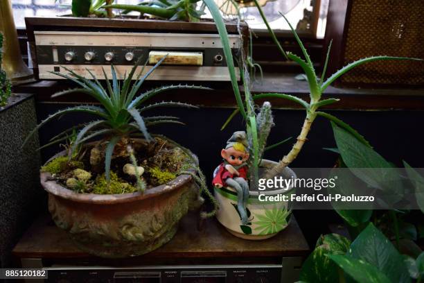 aloe vera plant at los angeles, usa - americana aloe stock pictures, royalty-free photos & images