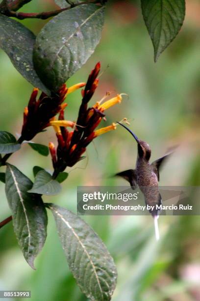 Hummingbird Inmotion 223 Df18 Stock Photos, High-Res Pictures, and Images - Getty Images