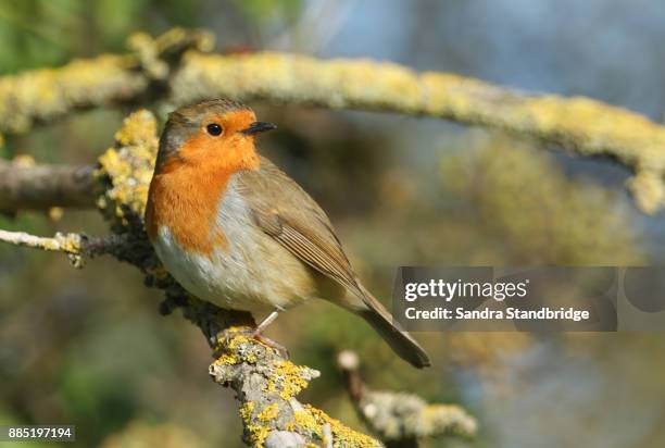 a pretty robin (erithacus rubecula) perched on a branch covered in lichen. - portrait lachen stock pictures, royalty-free photos & images