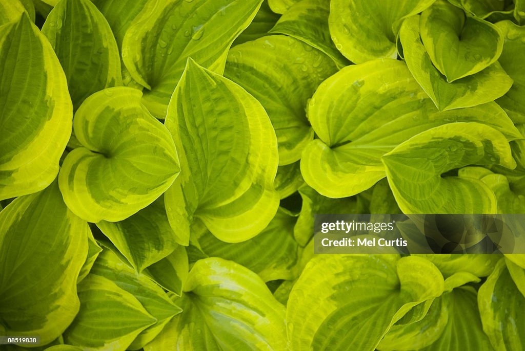 Hosta plant