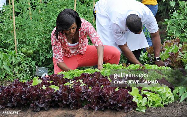 First Lady Michelle Obama harvests with some 36 fifth grade student in the White House Kitchen Garden at the White House in Washington, DC, on June...