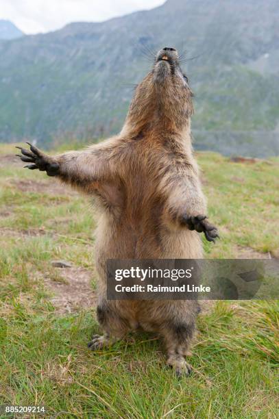 alpine marmot, marmota marmota, standing, hohe tauern national park, austria - funny groundhog fotografías e imágenes de stock