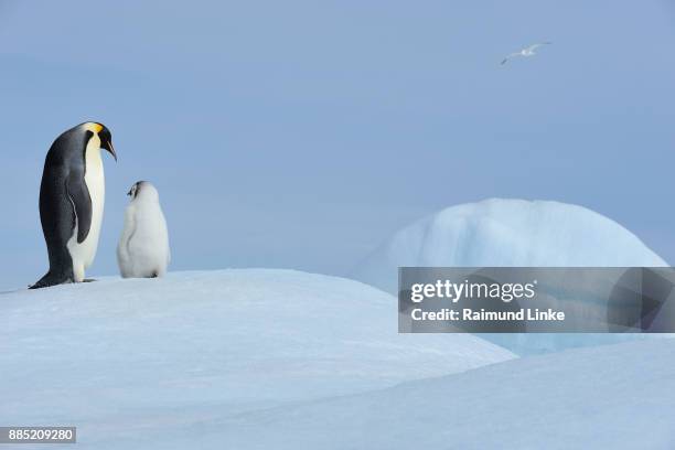 emperor penguins, aptenodytes forsteri, with a chick, snow hill island, antartic peninsula, antarctica - snow hill island stock pictures, royalty-free photos & images