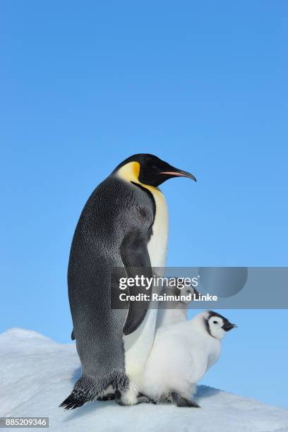 emperor penguins, aptenodytes forsteri, with two chicks, snow hill island, antartic peninsula, antarctica - snow hill island stock pictures, royalty-free photos & images