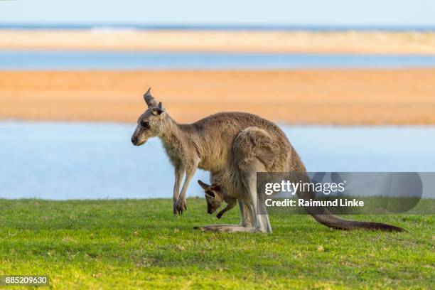 grey kangaroo, macropus giganteus, female with joey in pouch, murramarang national park, new south wales, australia - jungkänguruh stock-fotos und bilder