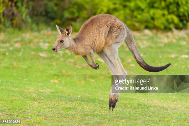 grey kangaroo, macropus giganteus, jumping, murramarang national park, new south wales, australia - canguro fotografías e imágenes de stock